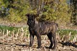 BOUVIER DES ARDENNES 289